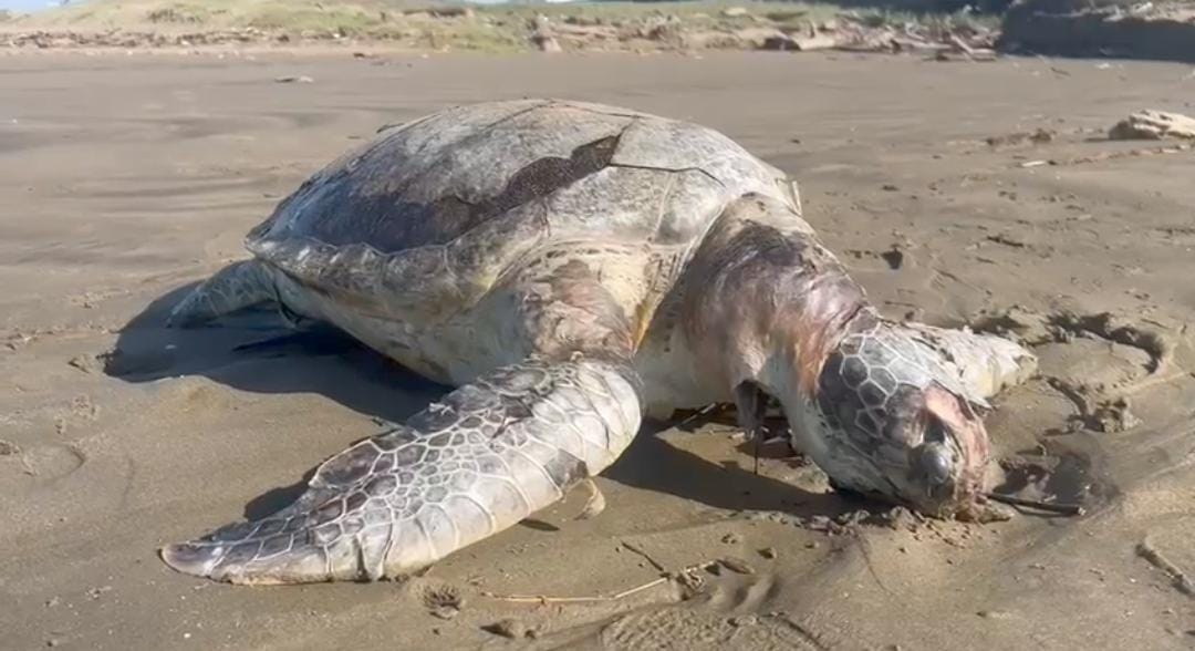 La Tortuga llevaba varios días muerta.