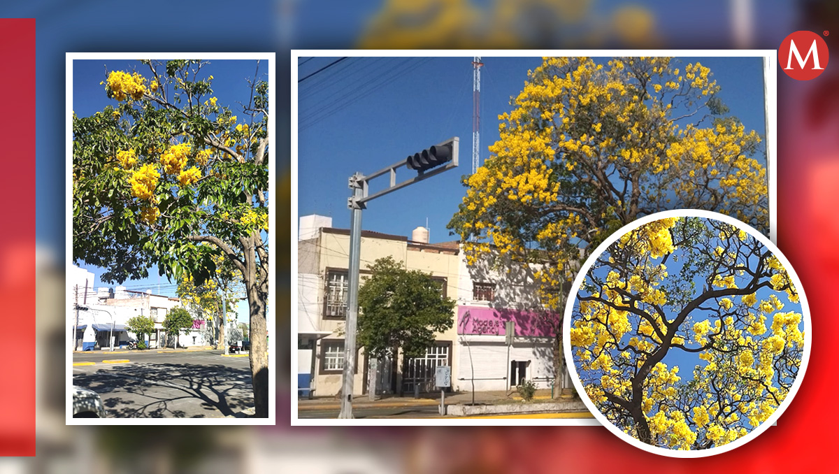 Árboles de avenida La Paz en Guadalajara ya lucen con flores amarillas (Fotos: Notivox | Diseño: Antonio Texta)