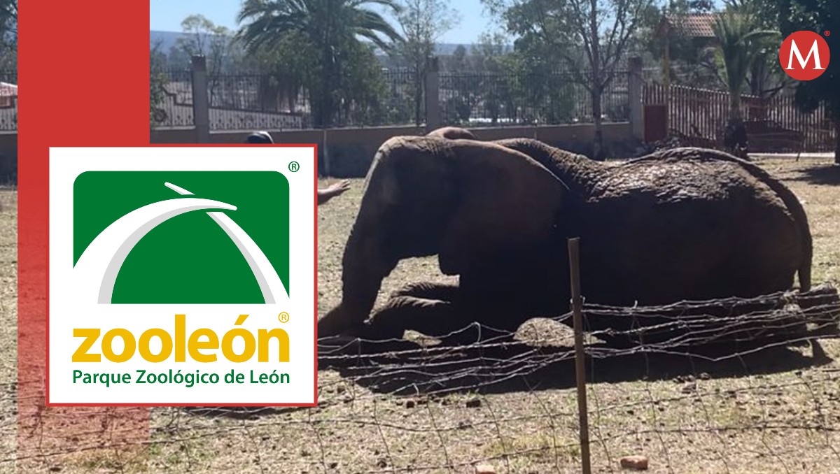 Elefanta Annie será trasladada al Zoológico de León para su resguardo | Especial