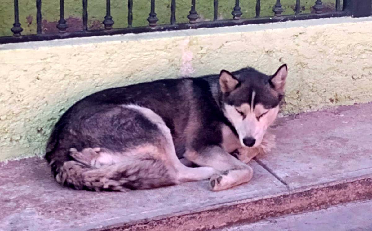 Abuso de perros en Durango. l Especial