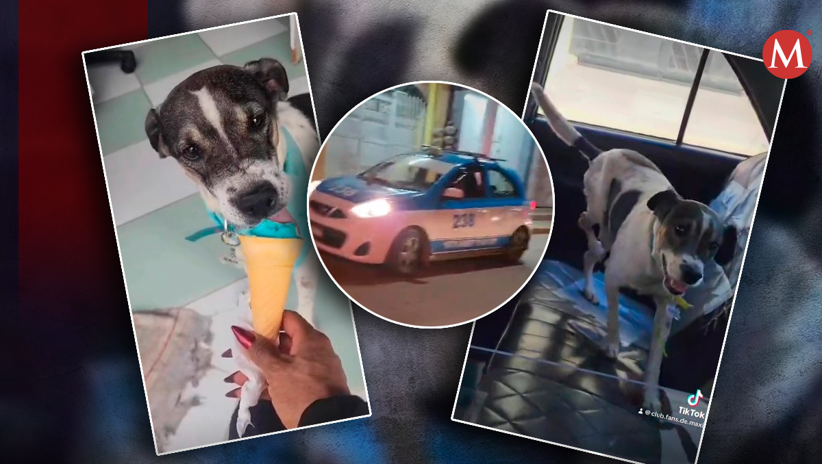 El perrito Max vuelve a casa en taxi, pues se escapa cuando su dueña está trabajando. | TikTok