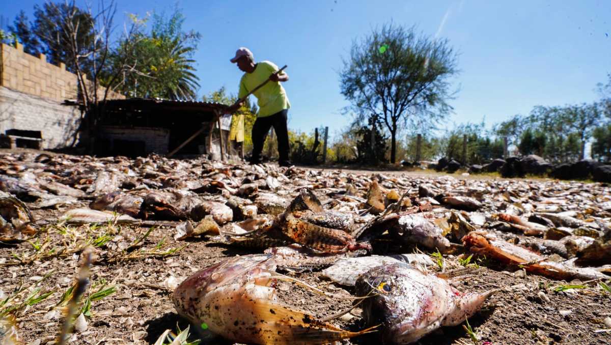 El campo pende de alfileres y ya no hay espacio para improvisaciones, aseguran los líderes de la producción agropecuaria. | Cuartoscuro
