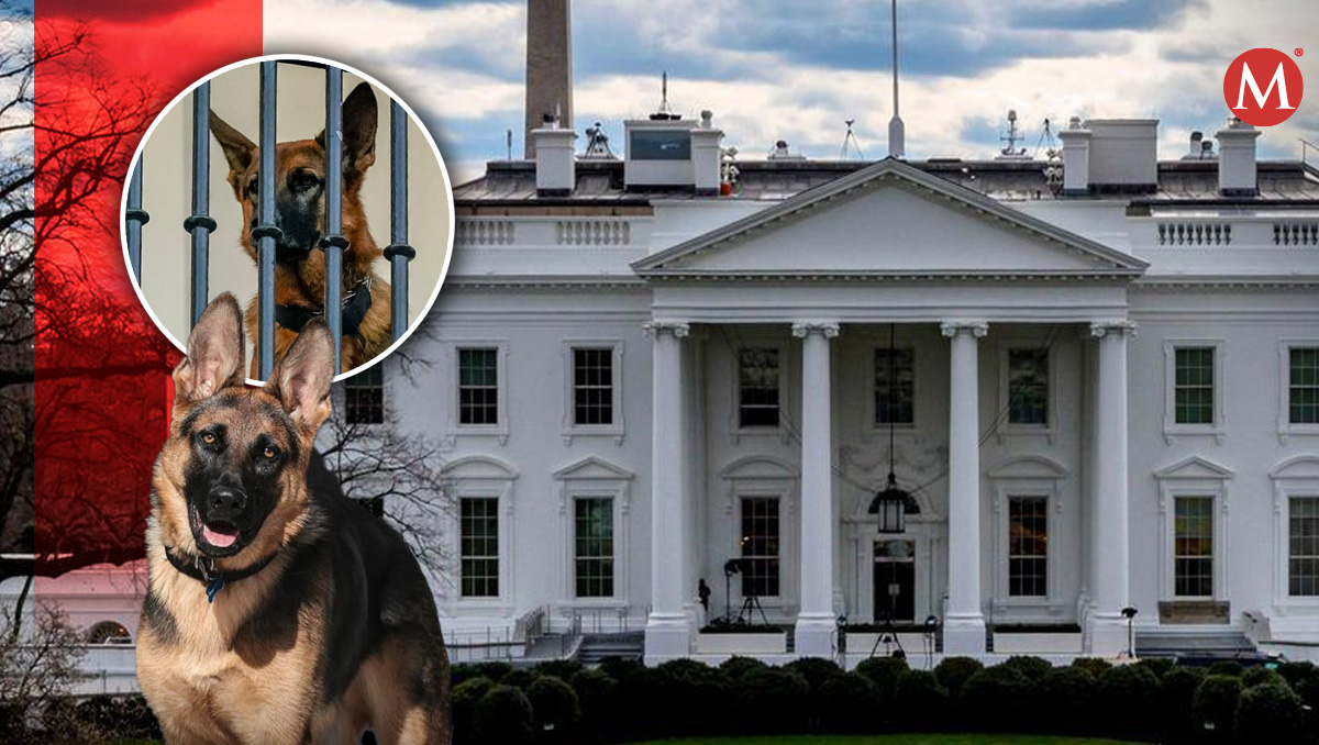 Commander es el perro de la familia Biden que ha atacado a personal de la Casa Blanca | Foto: Milenio