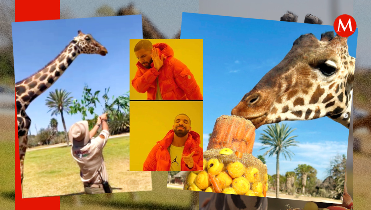Jirafa Benito y su adaptación a la comida de Africam Safari | Especial/ Andrés Lobato/ Africam Safari