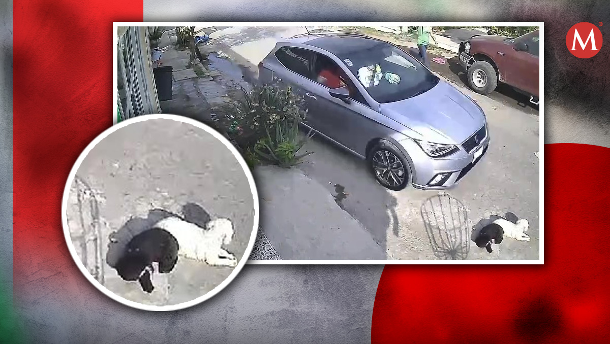 Los perritos fueron arrollados mientras estaban en la calle. | Especial