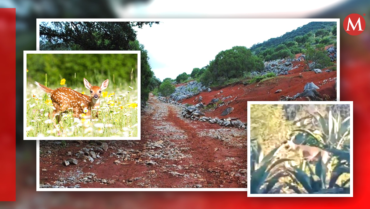 Madre y sus dos crías de venado cola blanca fueron vistas en Hidalgo.
