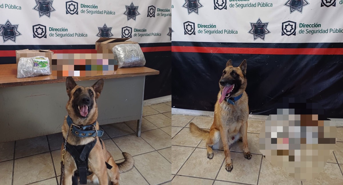 Olivia y Noa detectaron drogas en paquetes. | Especial