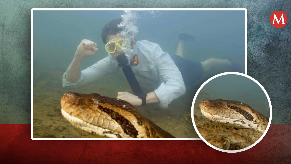 Científicos anuncian hallazgo de nueva anaconda verde en el Amazonas | Ig. freekvonk | Diseño Sam Martínez