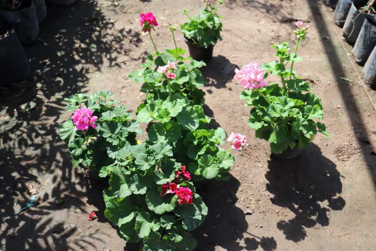 Febrero, es el tiempo ideal para preparar y embellecer los jardines. (Rolando Riestra)