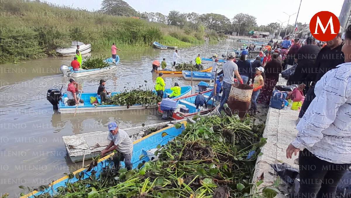 Realizan jornada de limpieza de lirio acuático en Tampico. (Yazmín Sánchez)