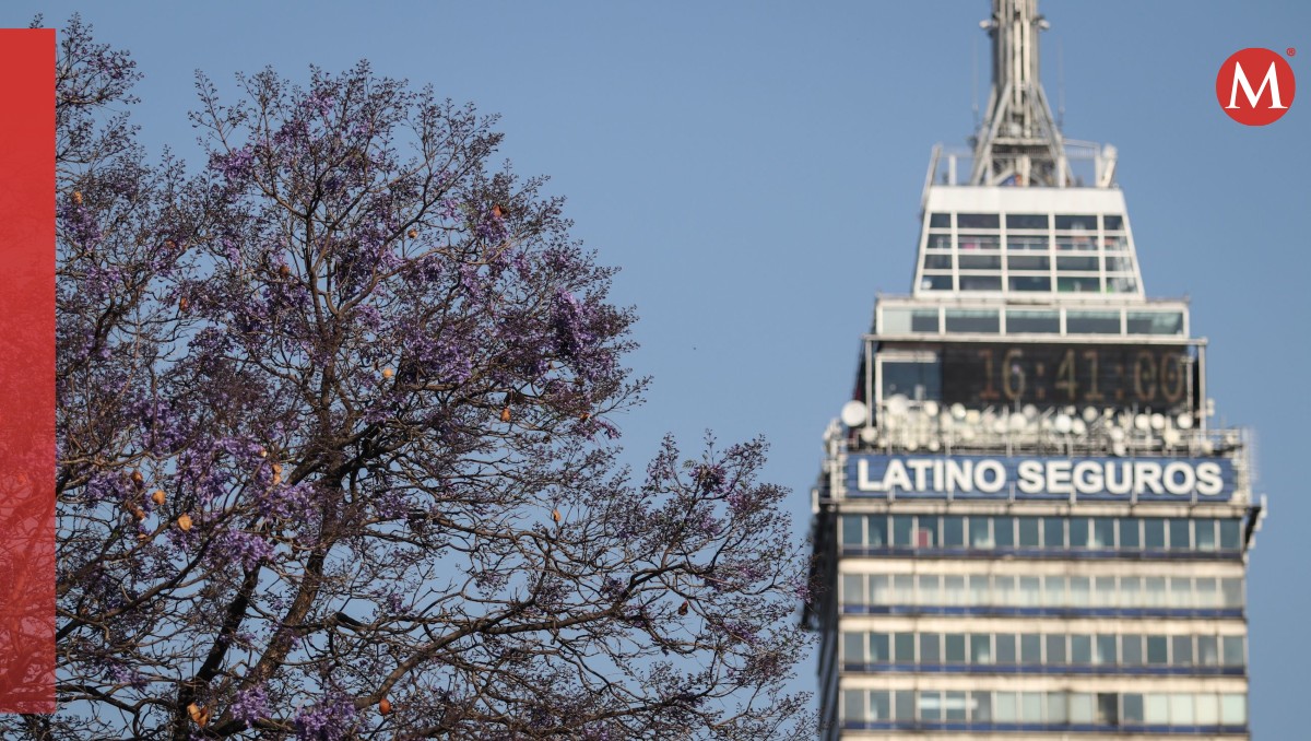 Jacarandas en CdMx | Cuartoscuro