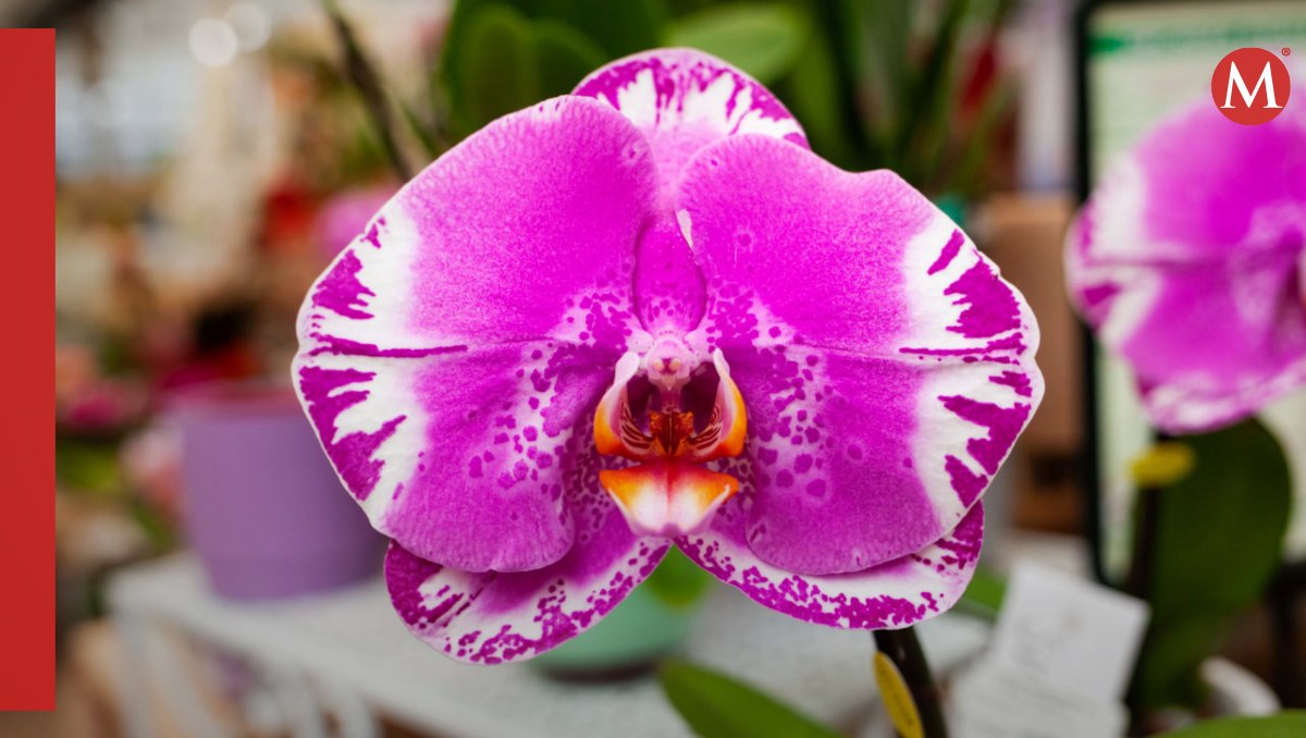 Nueva especie de Orquídea