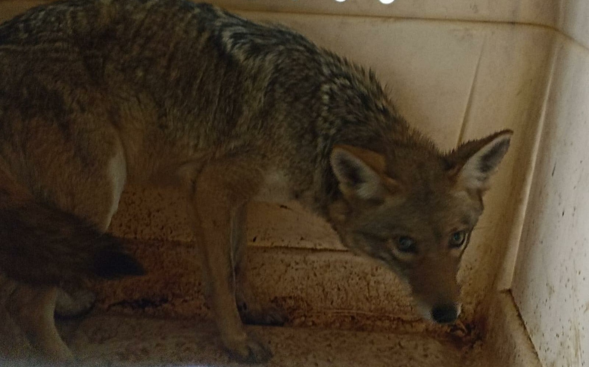 Ejemplar de coyote fue rescatado tras estar como mascota.