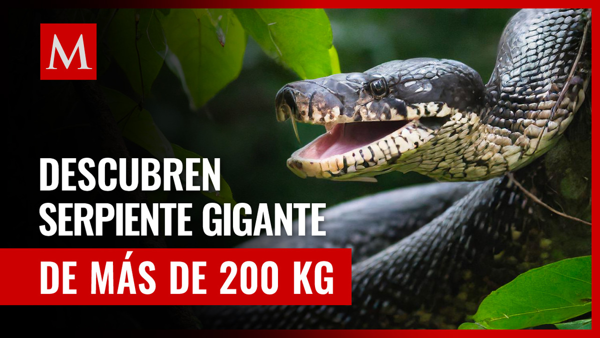 ¡Increíble! Descubren anaconda verde gigante en la selva Amazónica