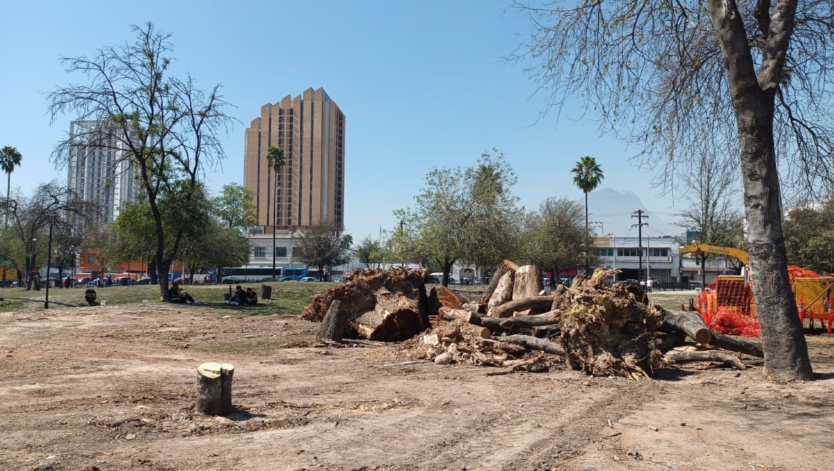 Se informó que en este 2024 se habían retirado un total de 110 árboles. Foto: Edgar Plata