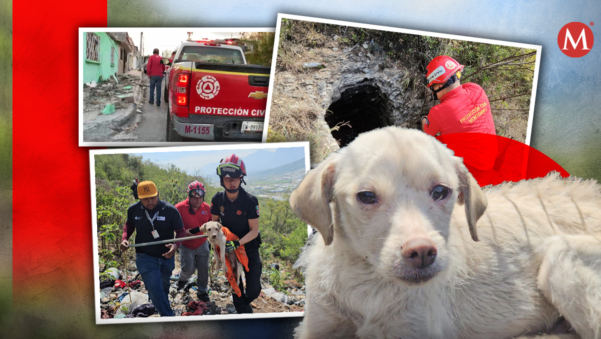 Debido a la basura acumulada el pequeño perro fue subiendo poco a poco