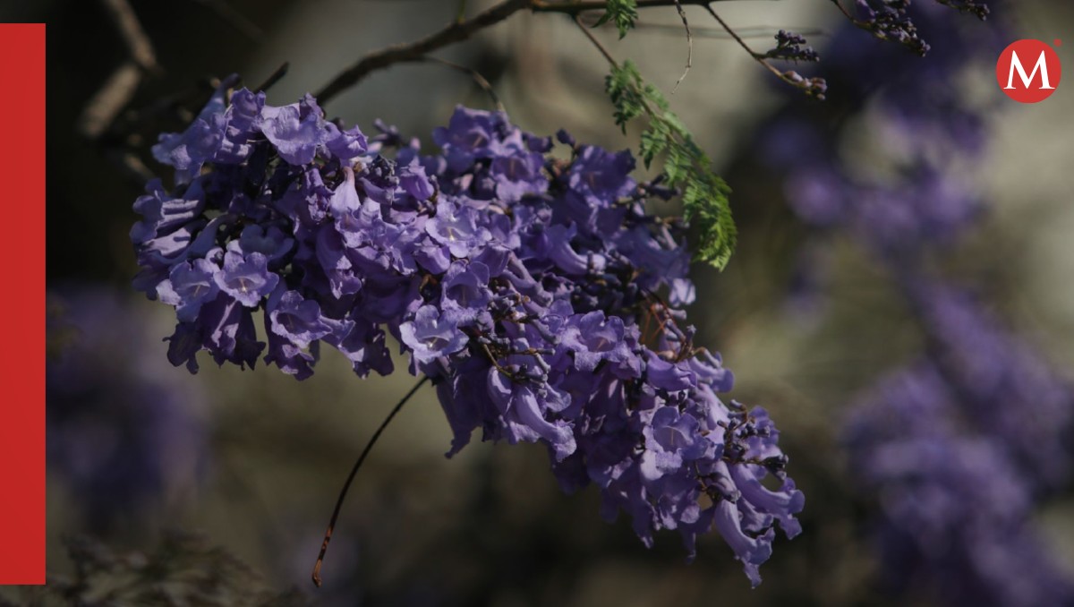 Las flores de jacarandas tienen diversas propiedades | FOTO: ANDREA MURCIA