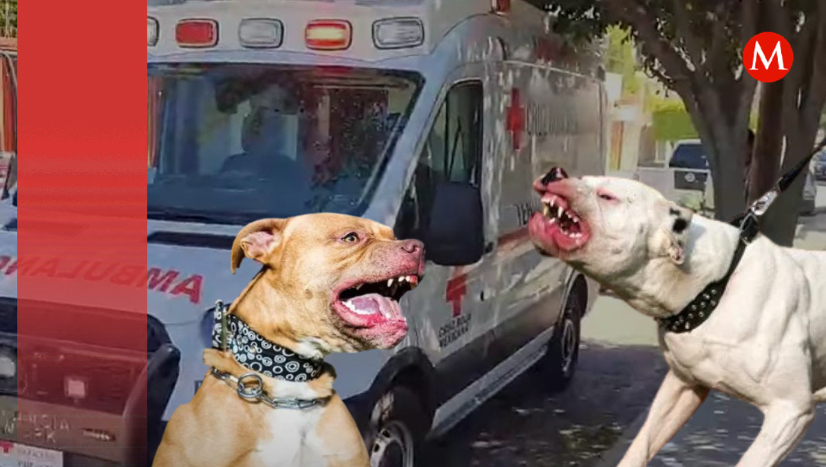 Mujer es atacada por perros pitbull en Tehuacán | Especial