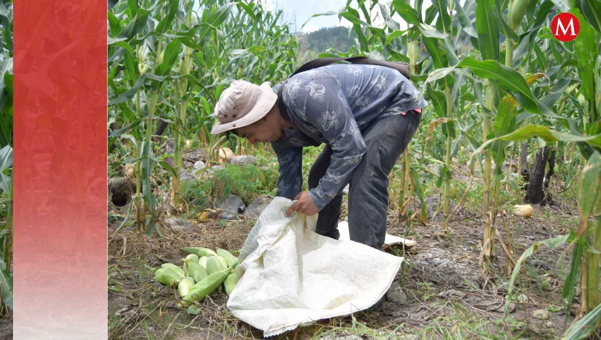Suman 40  mil solicitudes para apoyos sociales Secretaría del Campo |Foto: (Cuartoscuro)