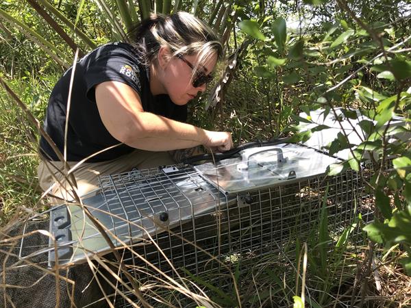 Universidad de Florida utiliza IA en trampas para combatir invasión de reptiles en Florida | Especial