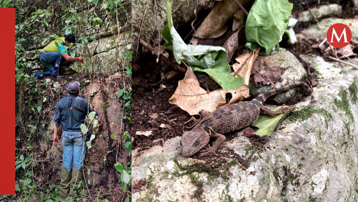 UNAM estudia fauna del Parque Ecológico Biósfera ‘El Cielo’ en Tamaulipas.