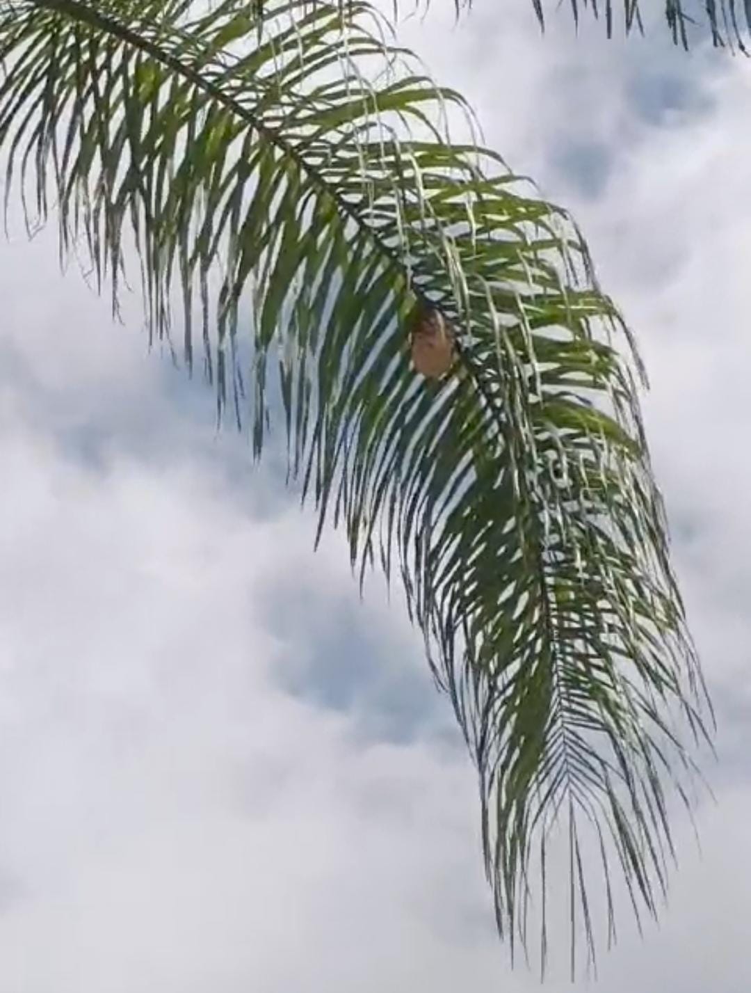 El panal se encontraba en una palmera en las inmediaciones del lugar.