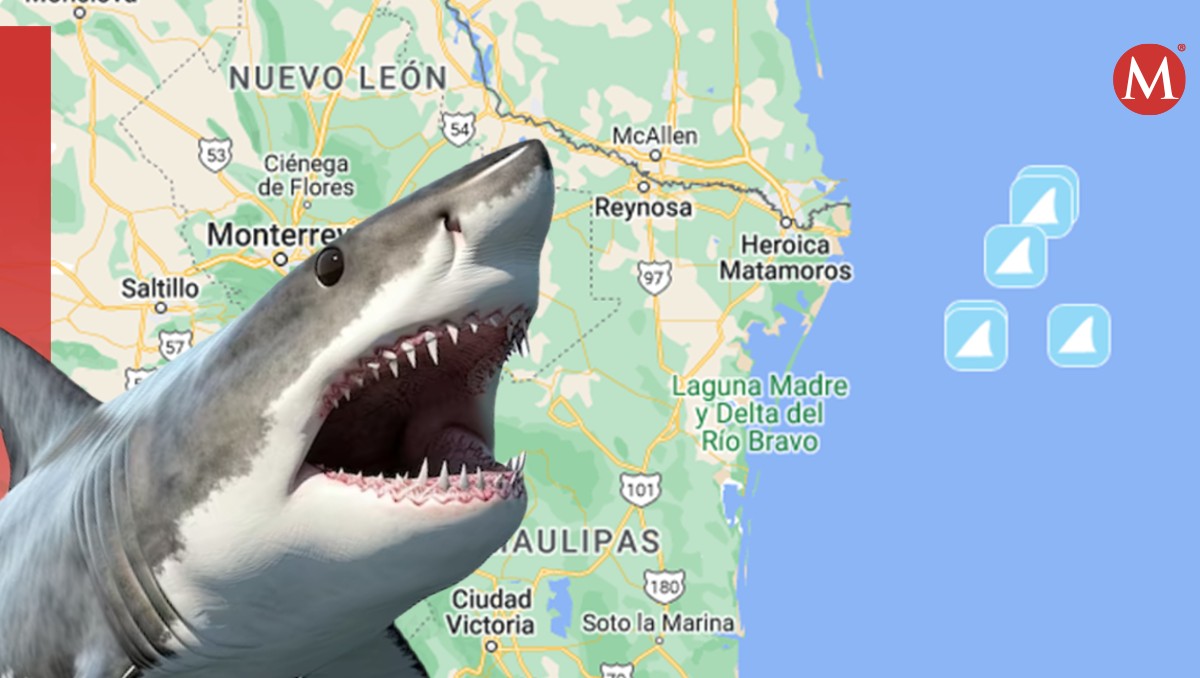 Detectan presencia de tiburón blanco en Tamaulipas