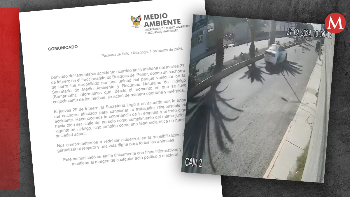 Perrito atropellado por patrulla ambiental murió, conductor fue sancionado