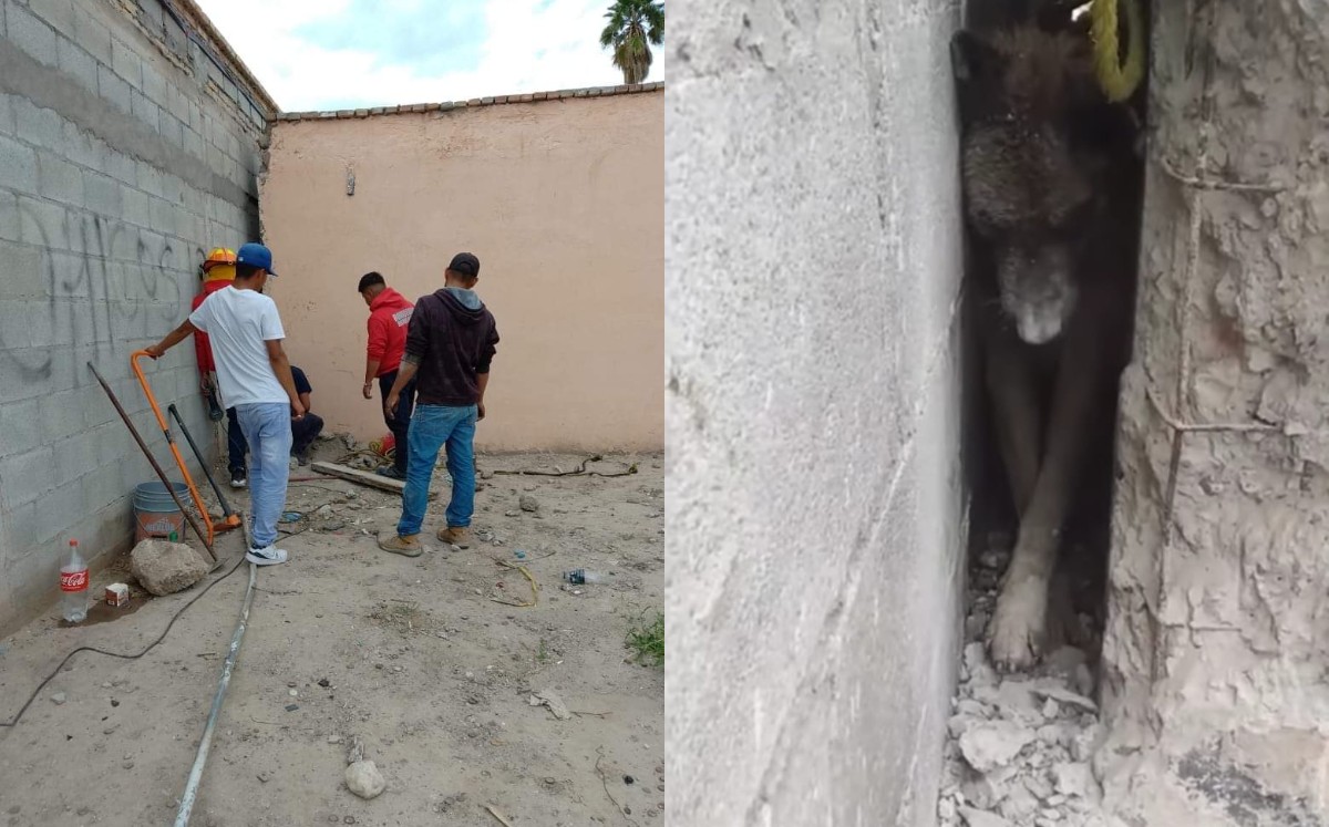 Rescatan a perrito en San Pedro.  l Especial