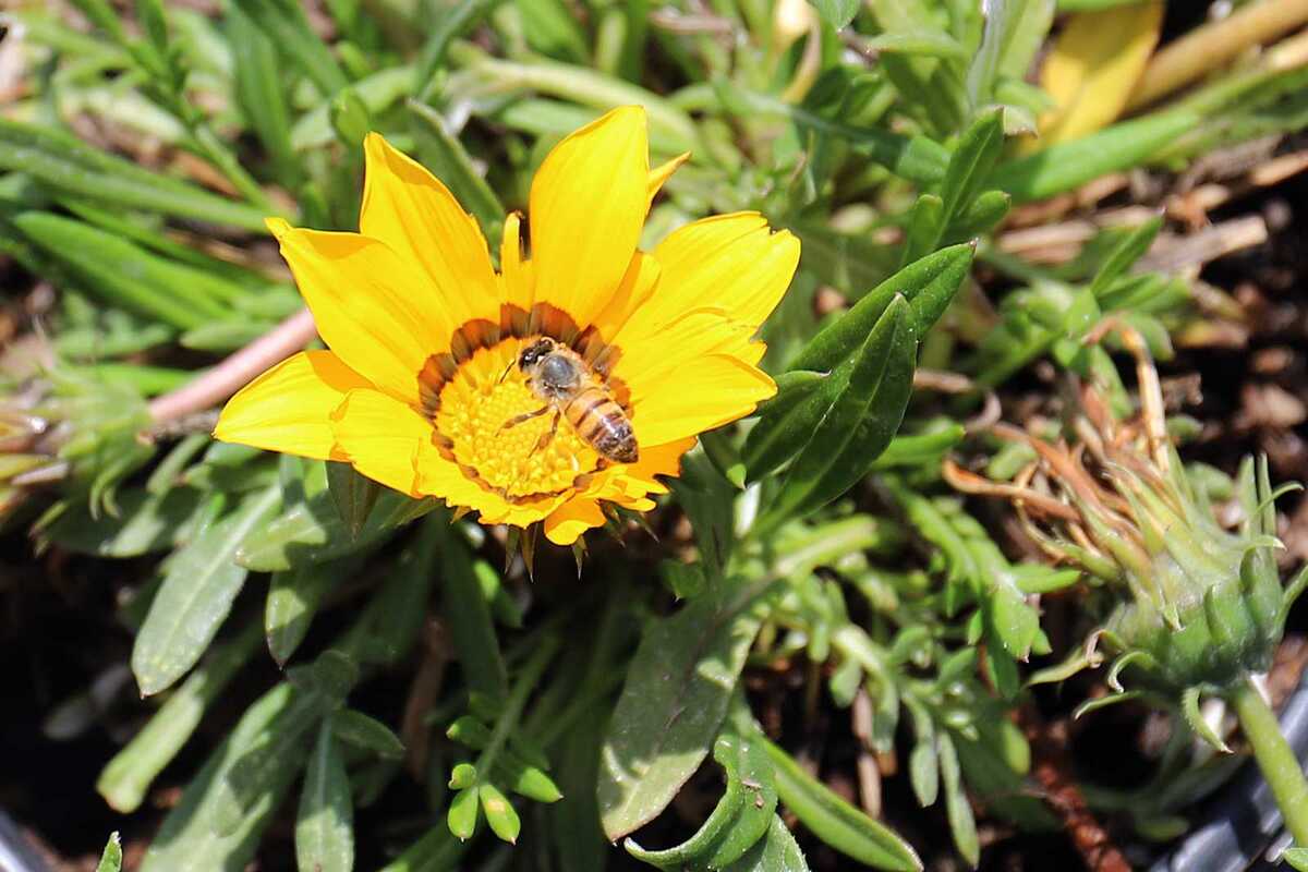 Abejas. (Rolando Riestra)