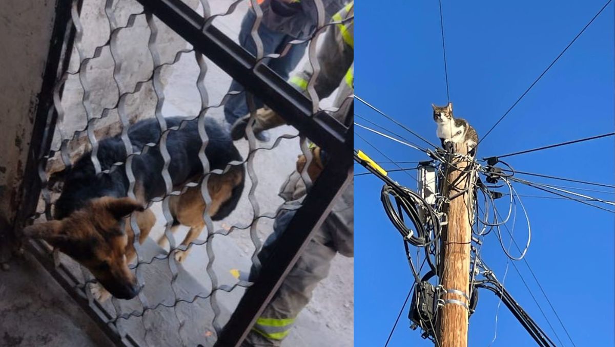 Se recibieron dos reportes de animales atrapados. (Especial)