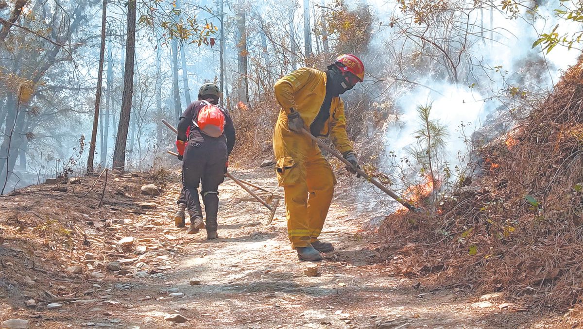 David Valladares apoyó la idea de una Policía forestal aunque declaró que es una propuesta que está en análisis. Especial