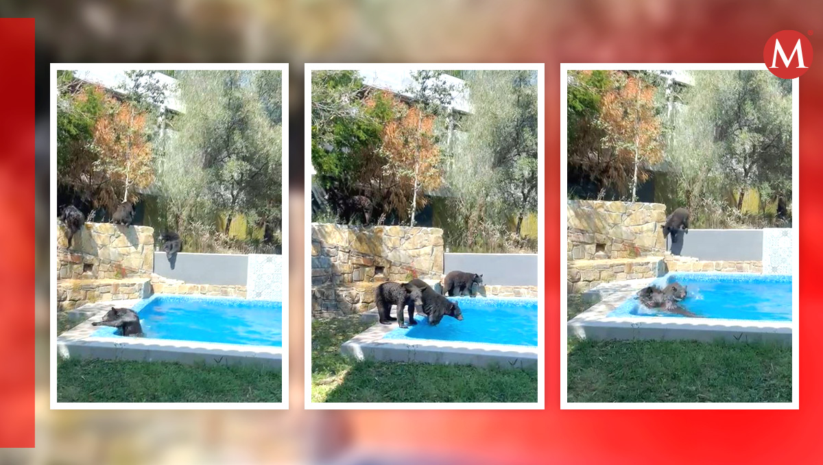 Osos son captados refrescándose en una alberca en San Pedro Garza García  | Especial
