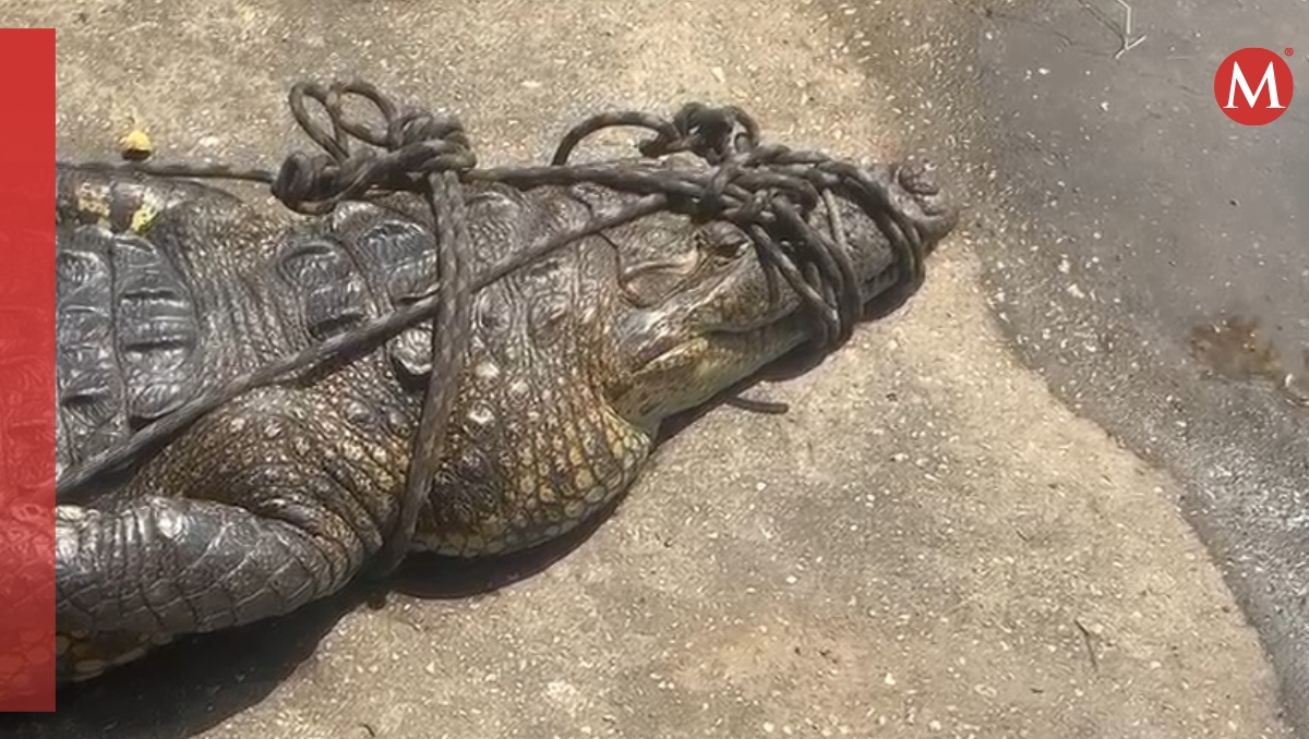 El cocodrilo de la especia moreletii merodeaba cerca de una zona de pesca. | Especial