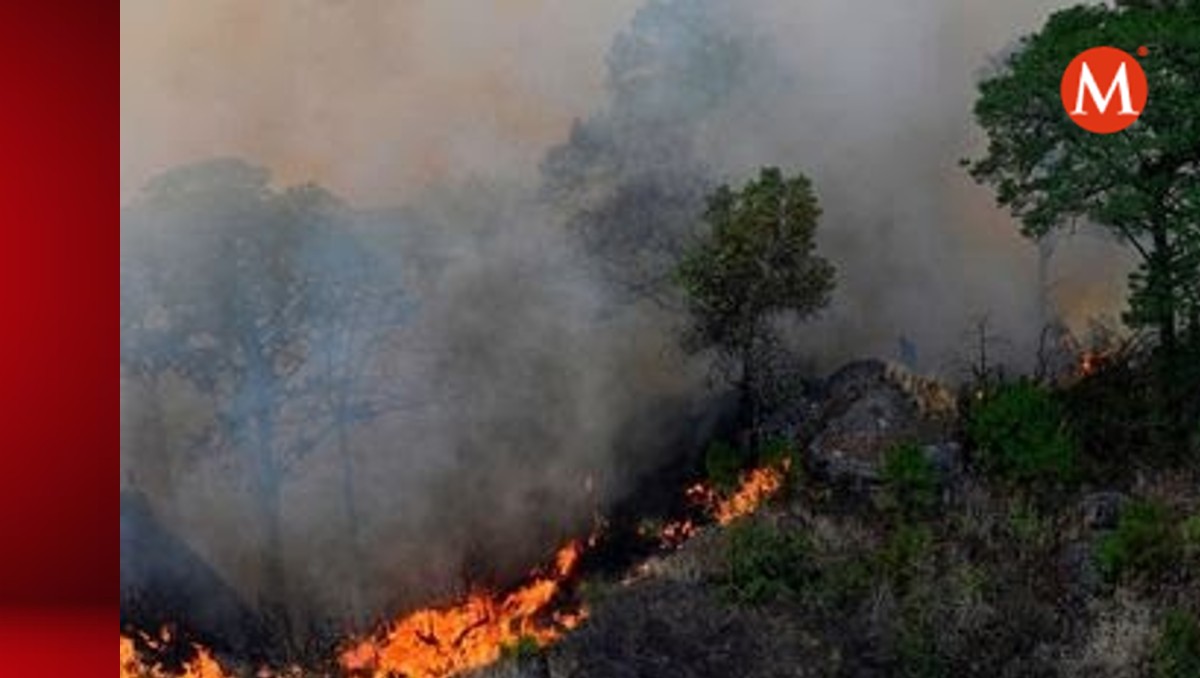 Multas y cárcel a quien provoque incendio s forestales en Tamaulipas