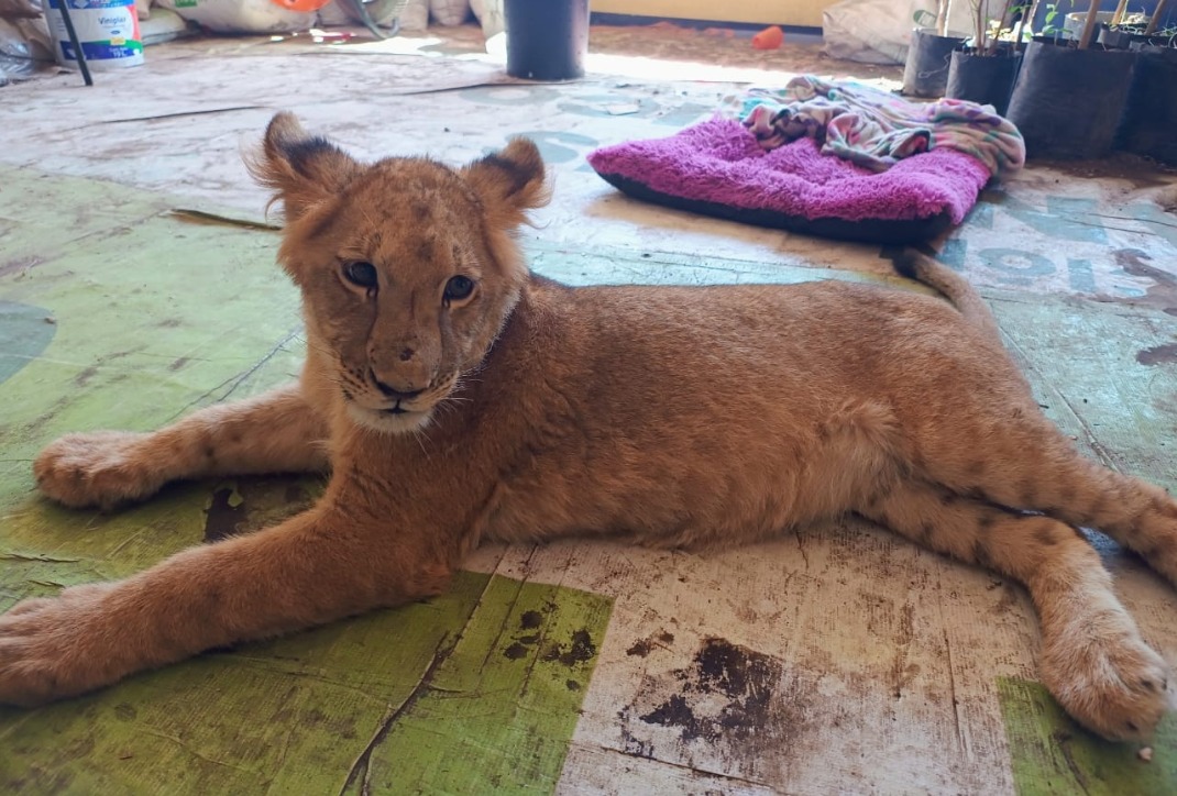 Se trata de un felino de edad joven.