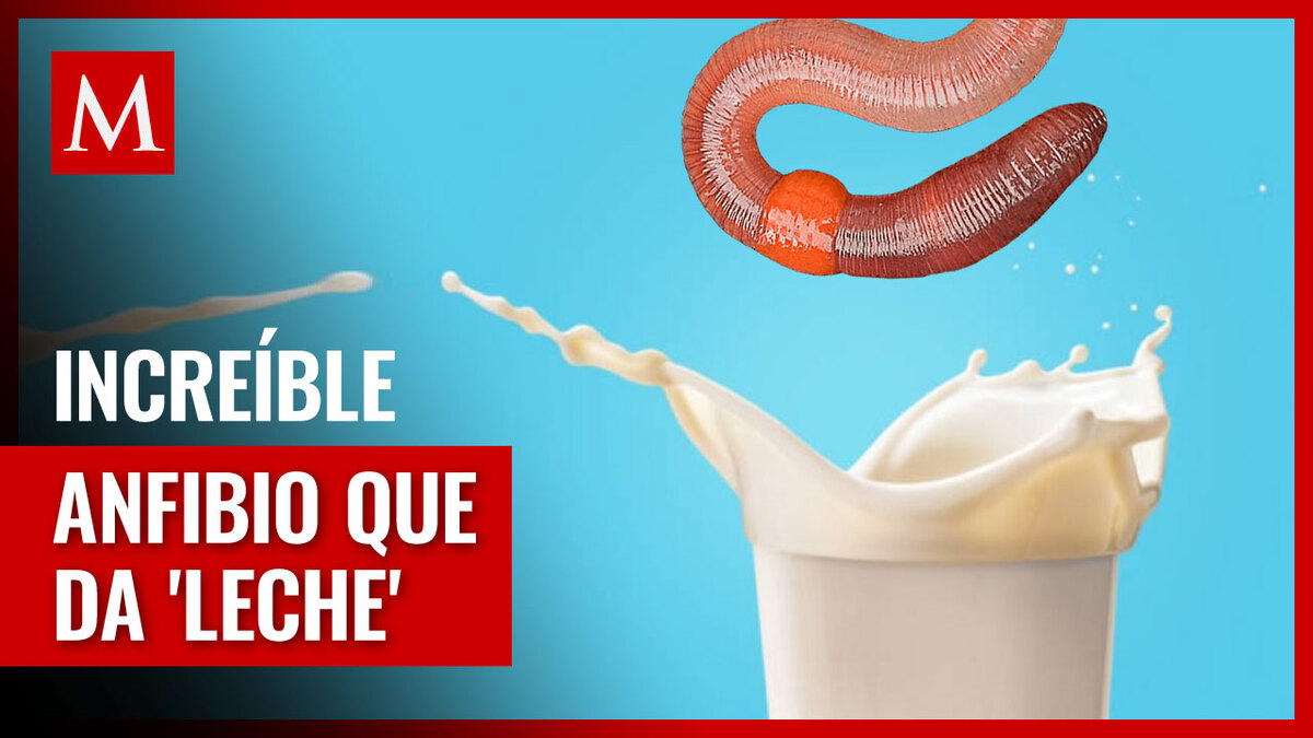 Descubren extraño anfibio que alimenta a sus crías con 'leche'