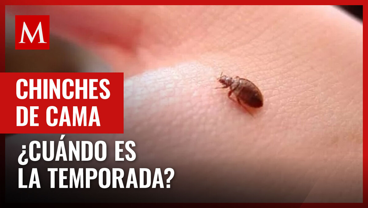 La chinches pueden representar un problema para las familias; te decimos cuándo se propagan