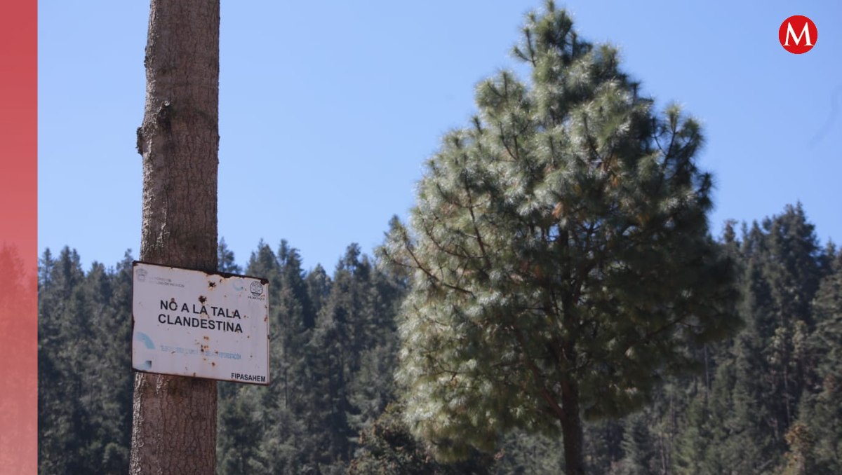 Pobladores de Xonacaltán, realizan guardias para evitar a los talamontes| Foto: Tania Contreras