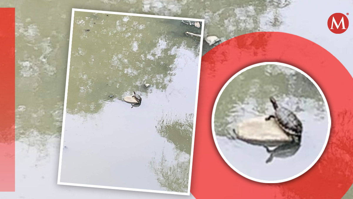 Contaminación impide el rescate de tortugas en el río Chinguiñoso de Huejutla