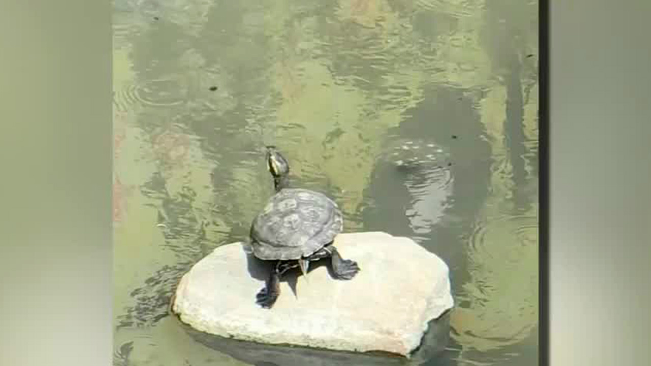 Ambientalistas intenta rescatar tortugas en río contaminado de Huejutla