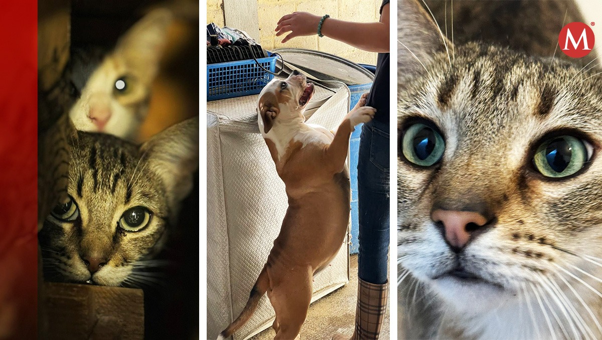 Rescatista de 60 gatos y cuatro perros fallece y refugio busca ayuda para darles un hogar (Karla Victoria Rodríguez)