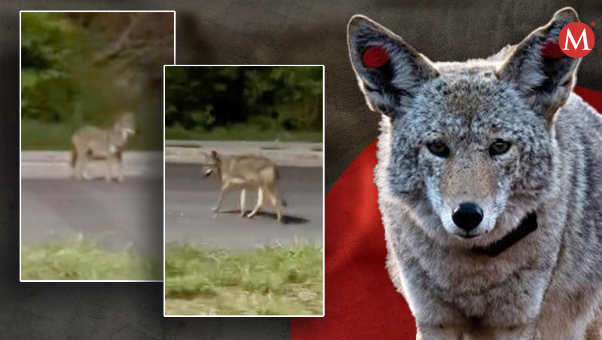 Coyotes en Apodaca | Especial