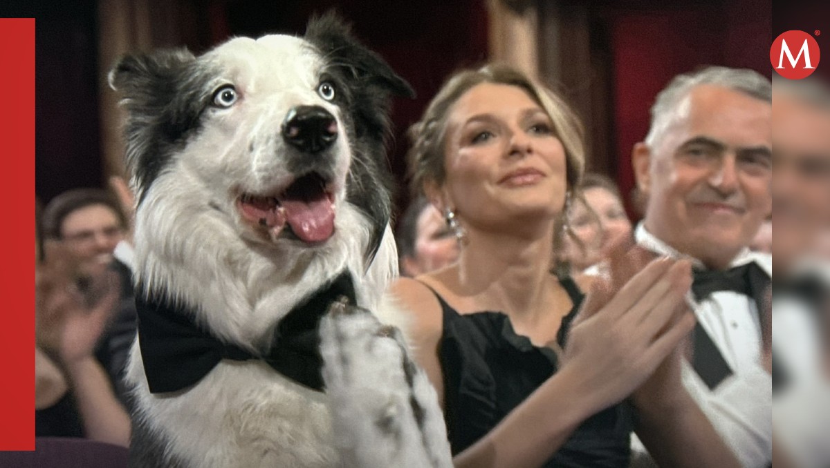 Así fue como el perrito Messi aplaudió en los Premios Oscar. | Especial