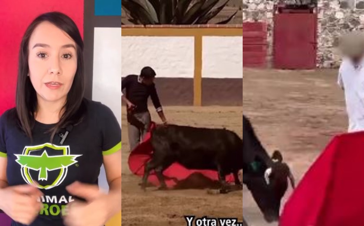 En Coahuila están prohíbidas las actividades taurinas. l Especial