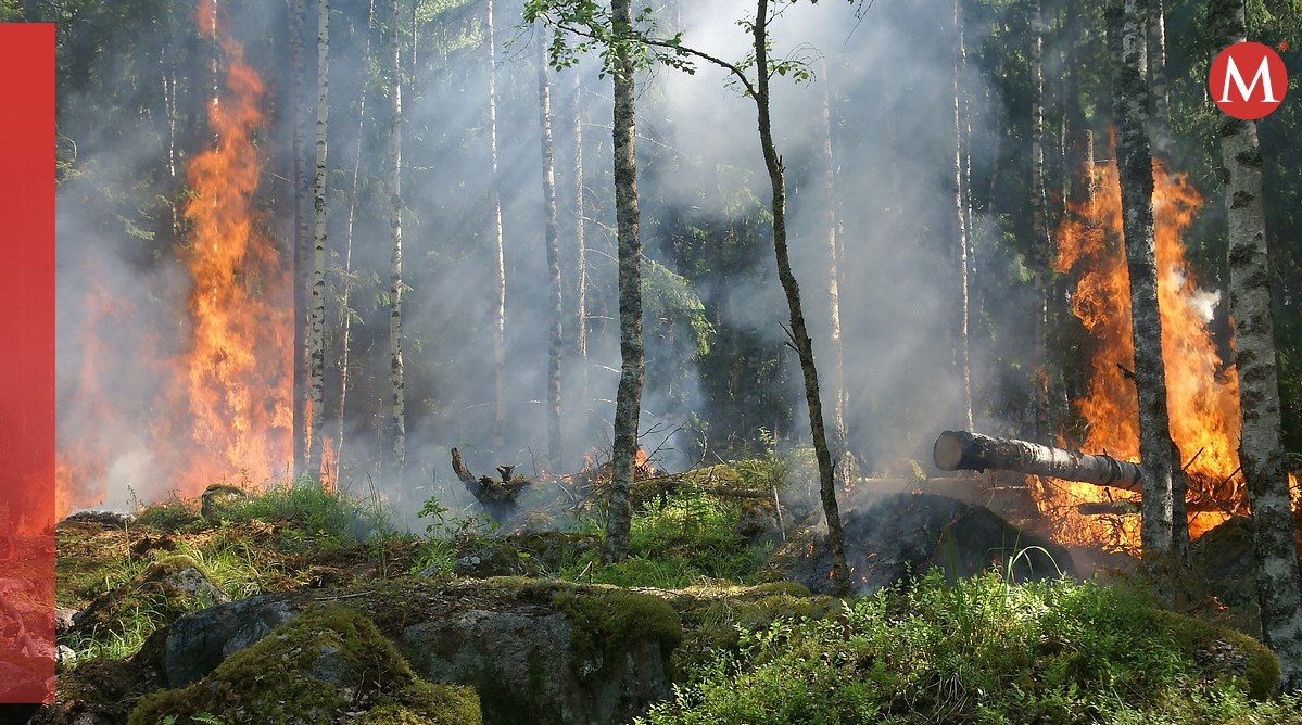 Incendios forestales han afectado seis áreas naturales protegidas | Especial