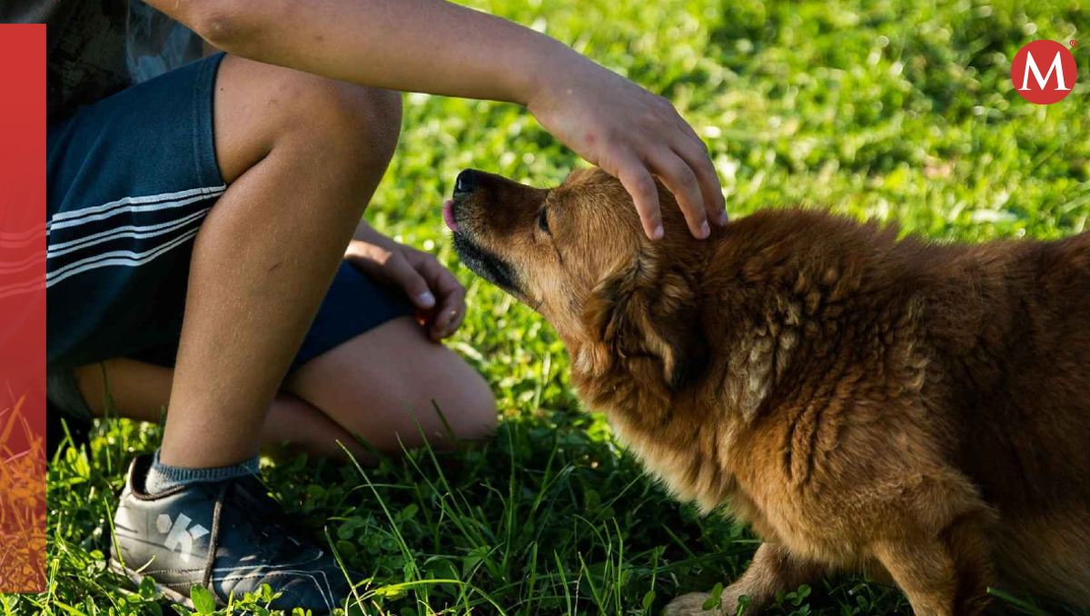 Jugar con perros ayuda a aliviar el estrés | Especial