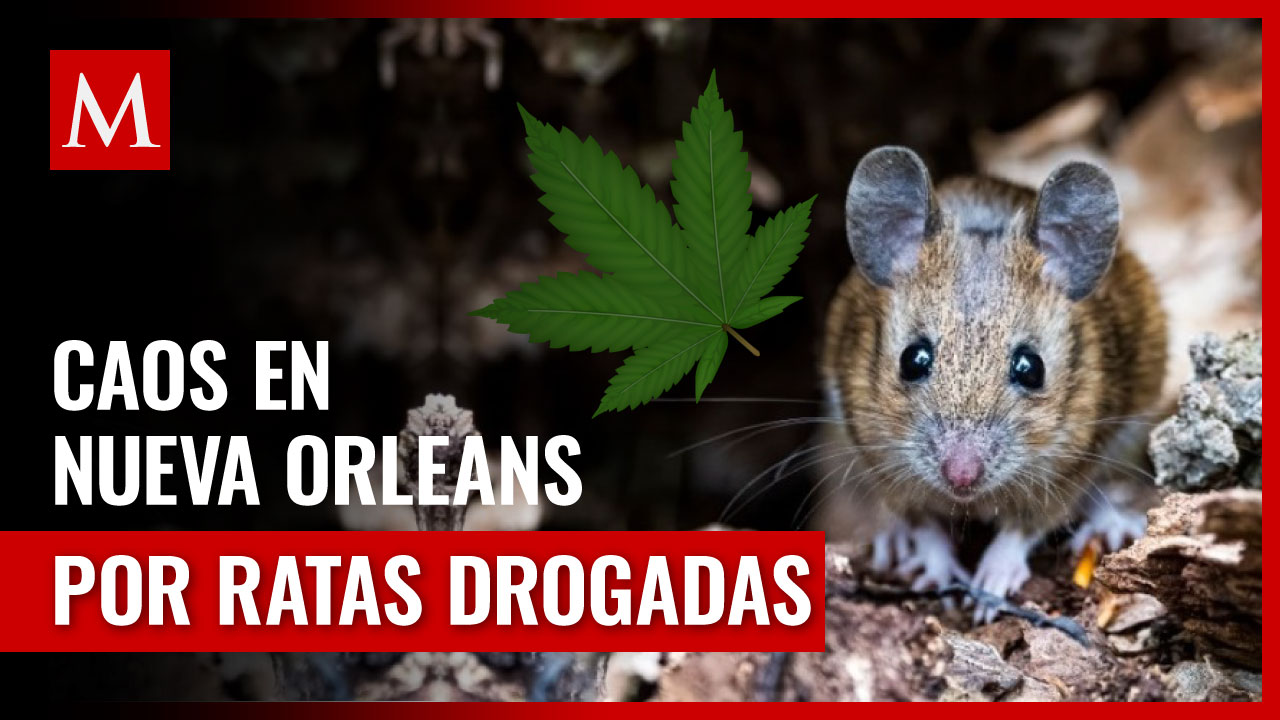 Ratas devoran mariguana confiscada por la policía de Nueva Orleans