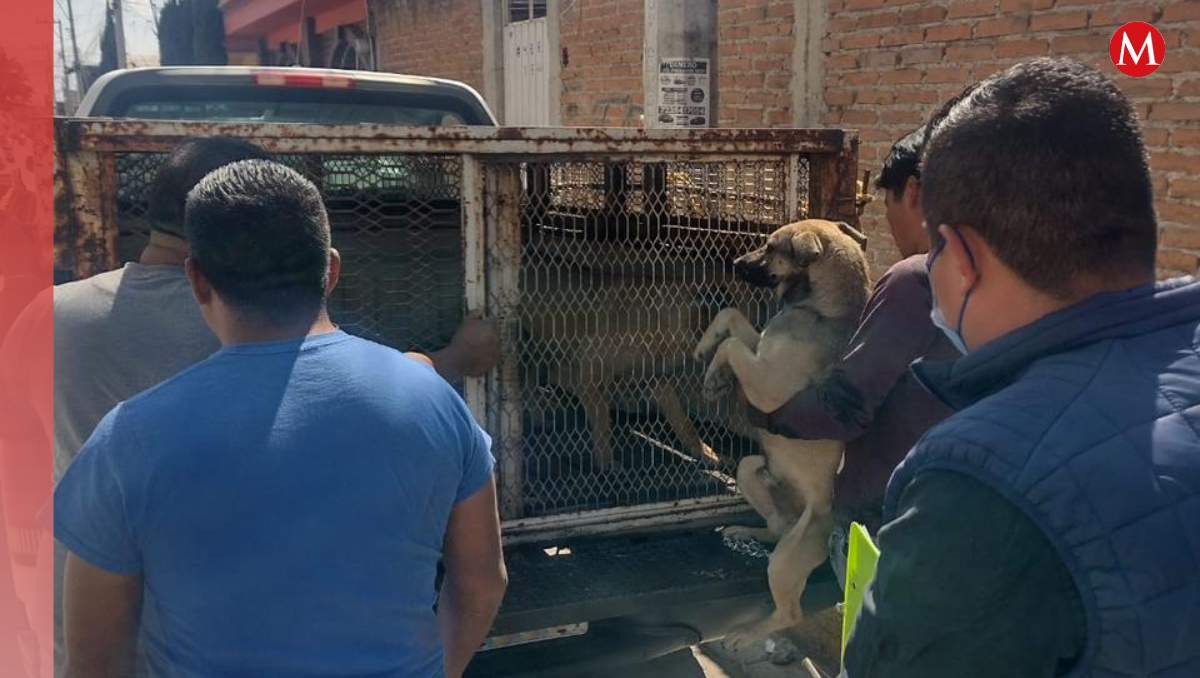 Resguardan a perros por ataque a jóvenes en Metepec| Foto: Abadiel Martínez