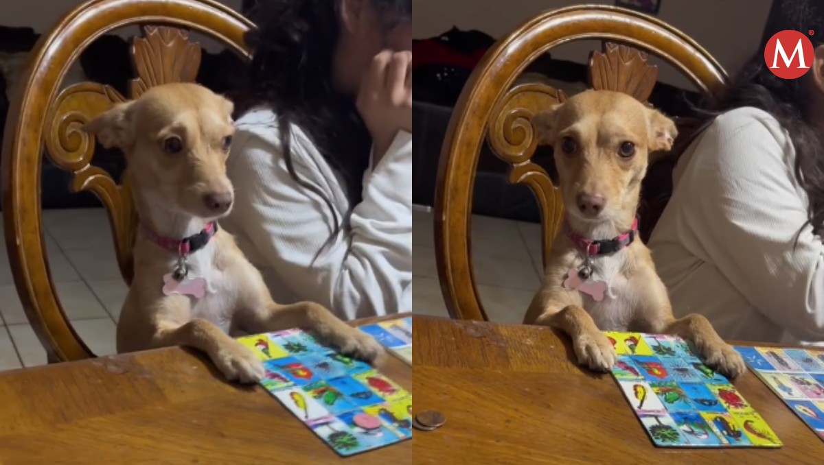 Perrita juega lotería y no gana, se hace viral en Tamaulipas